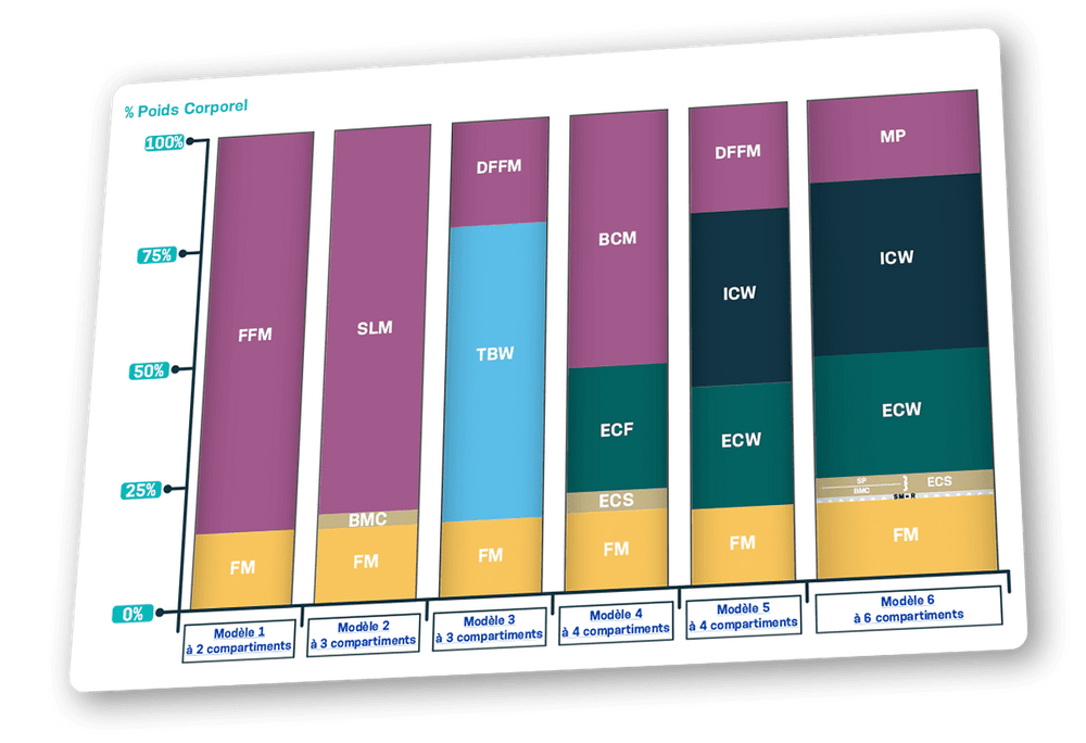 Les compartiments corporels et les modèles d’analyse de la composition ...